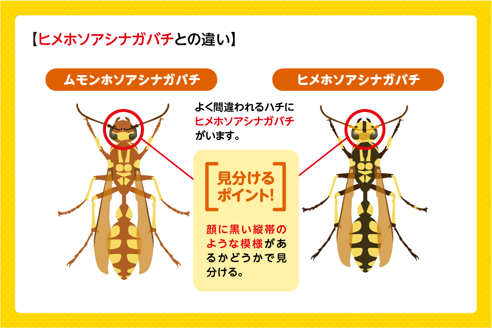ヒメホソアシナガバチとの違い