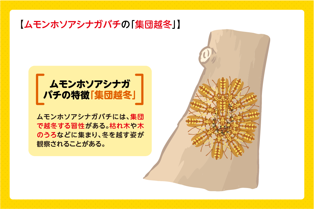 ムモンホソアシナガバチの集団越冬