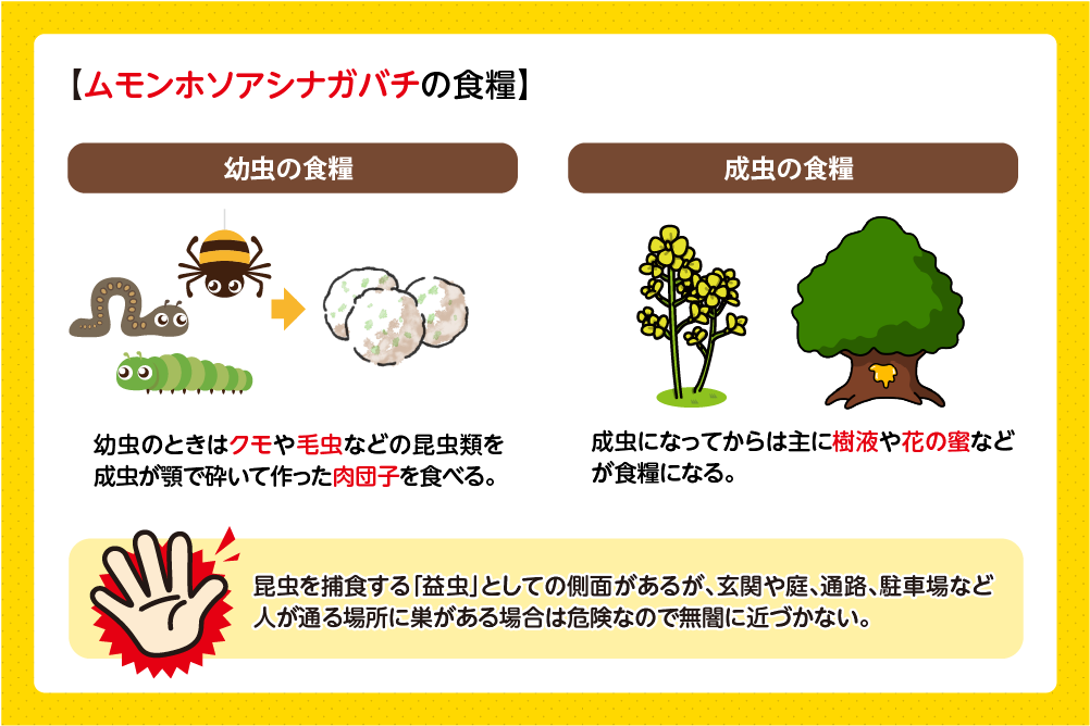 ムモンホソアシナガバチの食糧