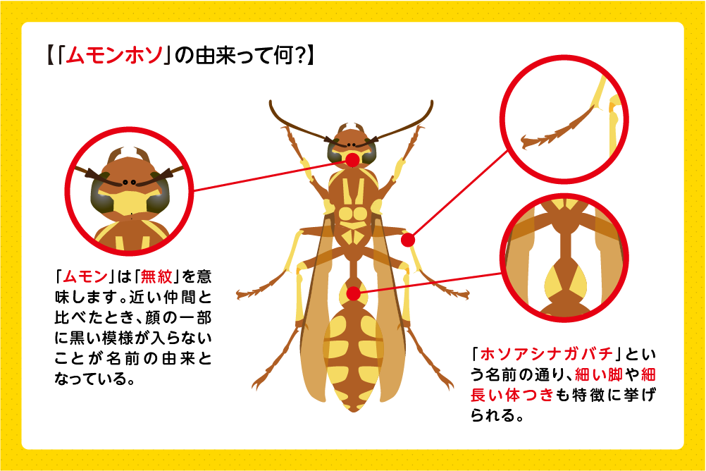 ムモンホソの理由って何?