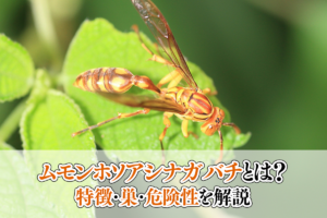 ムモンホソアシナガバチ