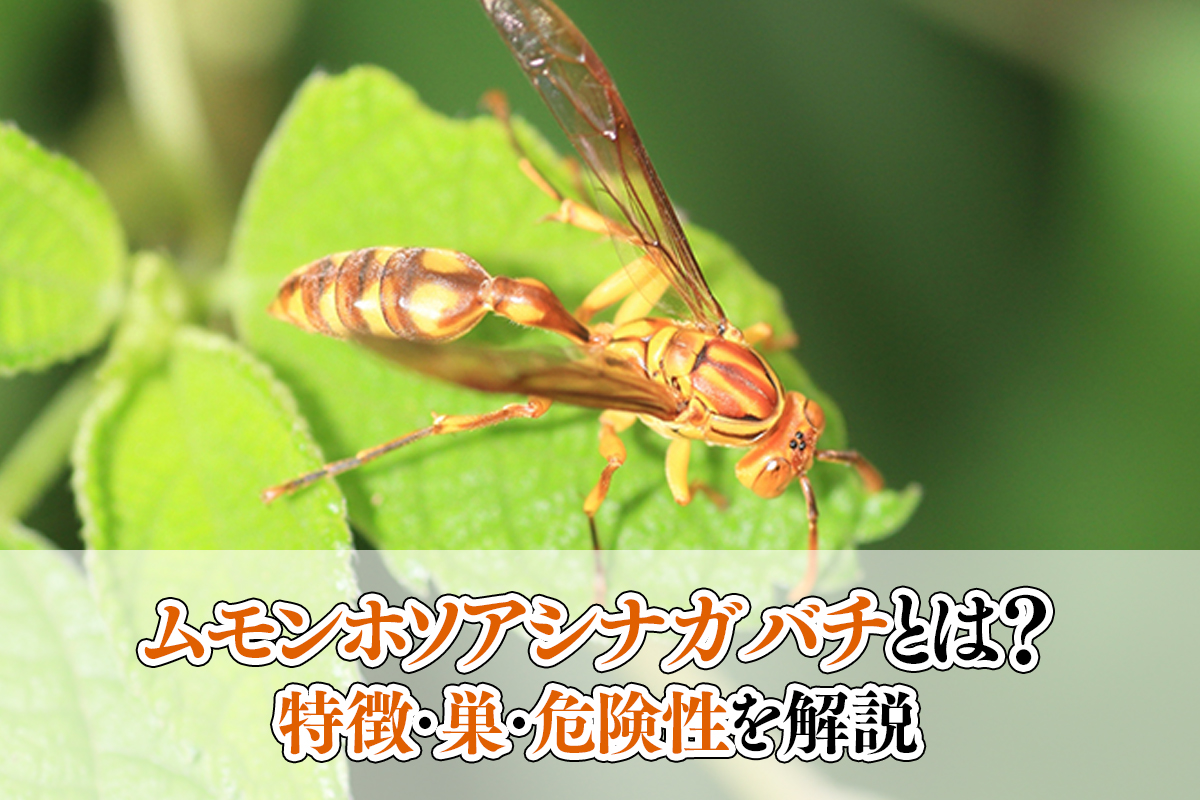 ムモンホソアシナガバチ