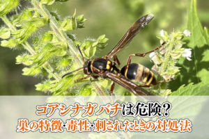 コアシナガバチは危険？巣の特徴・毒性・刺されたときの対処法