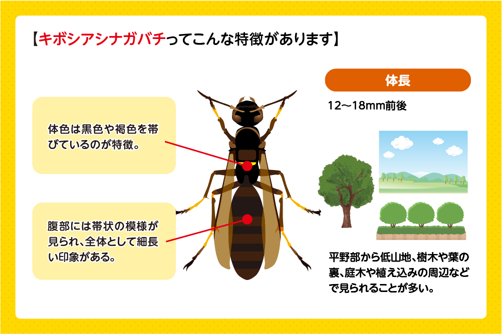 キボシアシナガバチの見た目の特徴