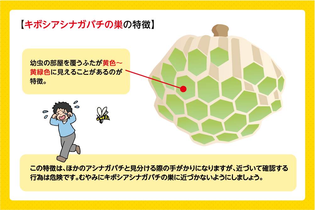 巣のふたが黄色〜黄緑色に見えることがある