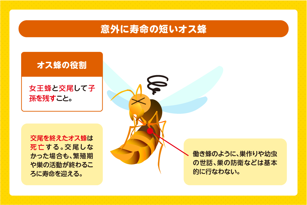 オス蜂は繁殖期を終えると寿命を迎える