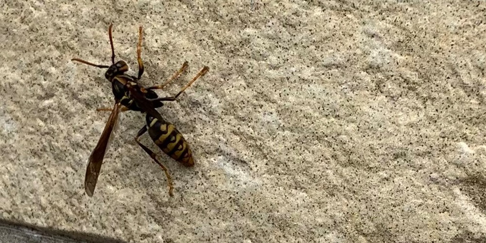 地蜂とはクロスズメバチなどを指す俗称