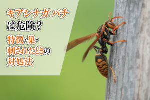 キアシナガバチは危険？特徴・巣・刺されたときの対処法