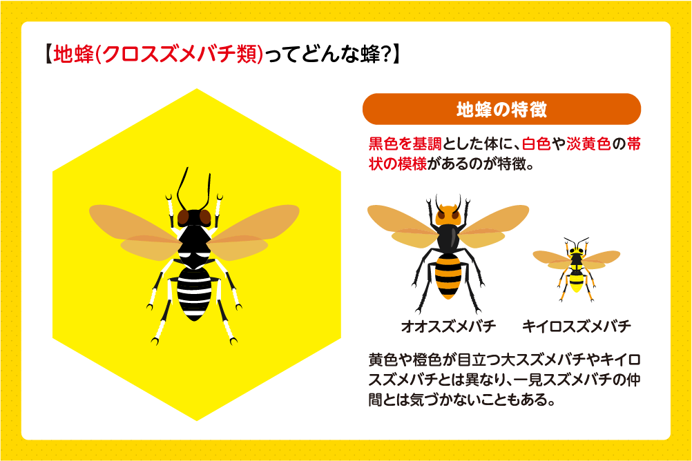 地蜂と呼ばれる蜂の特徴