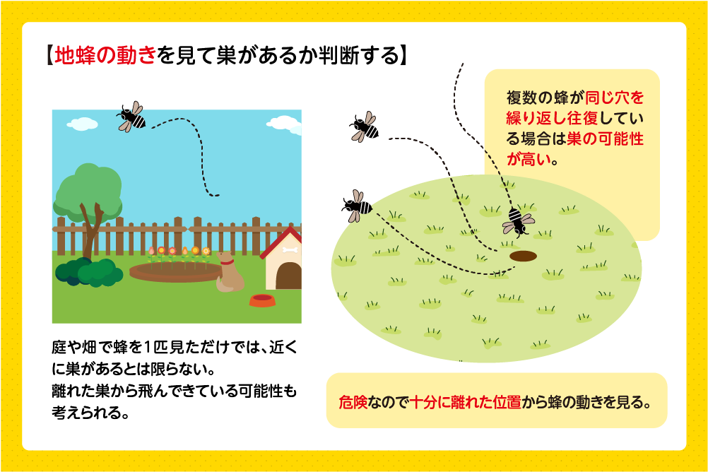 同じ穴を蜂が出入りしていたら注意する