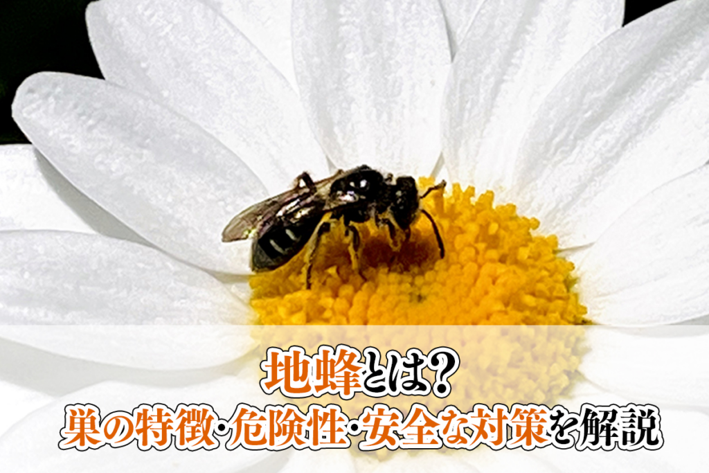 地蜂とは？巣の特徴・危険性・安全な対策を解説