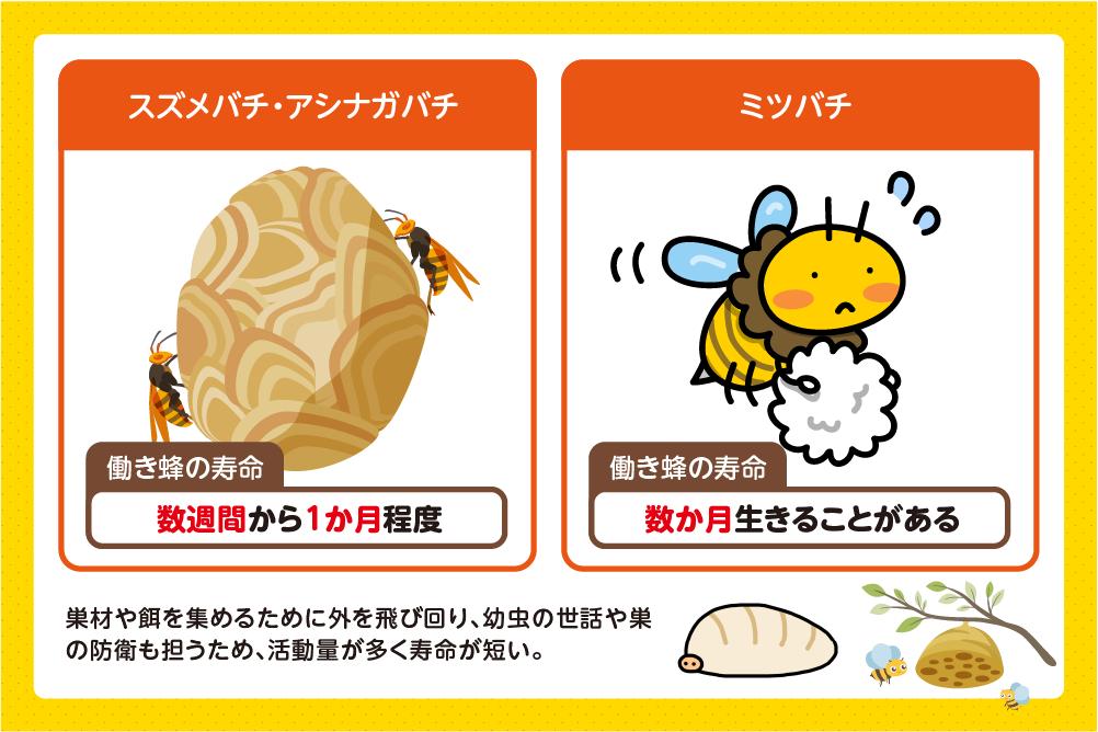 働き蜂は数週間から数か月で寿命を迎える