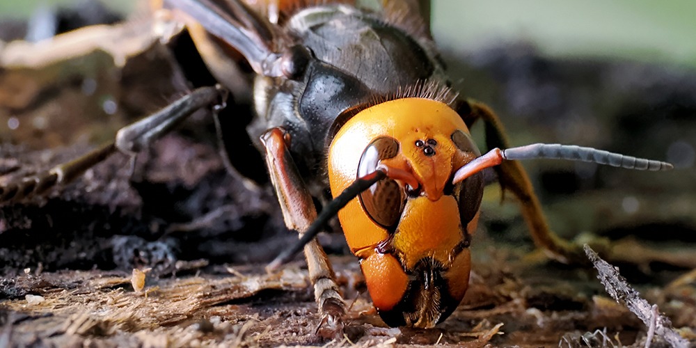 オオスズメバチの攻撃性は夏から秋に高まりやすい