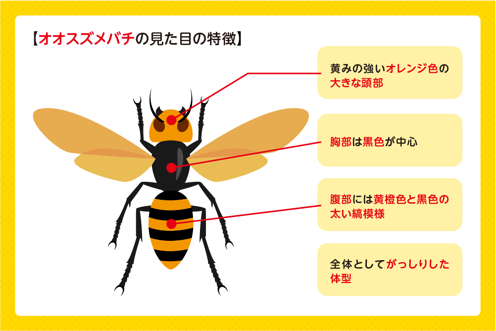 オレンジ色の頭部と太い体が目印