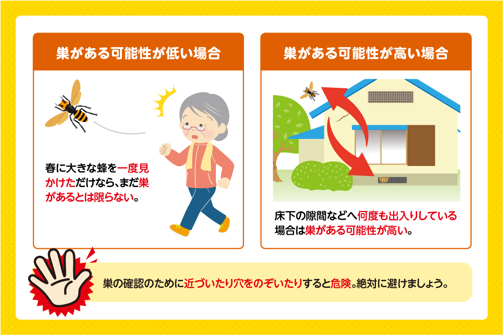 春に大きなハチを見かけても巣があるとは限らない
