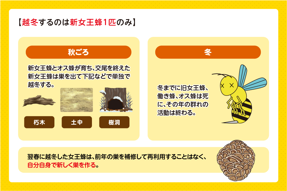 新しい女王蜂だけが越冬する