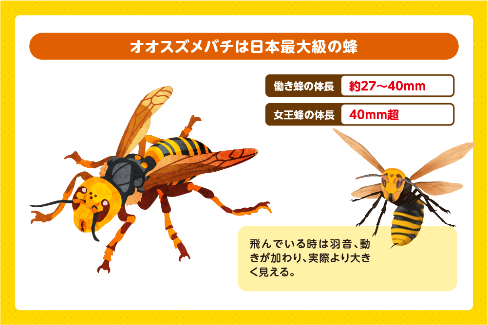 日本に生息するスズメバチの中でも大型