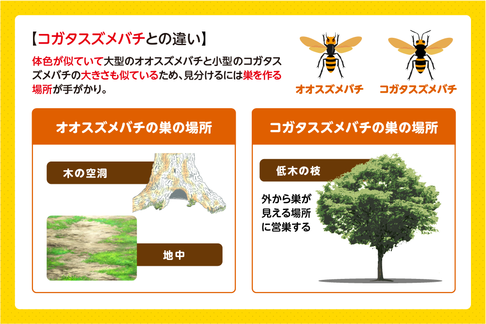 コガタスズメバチと見分けるポイント