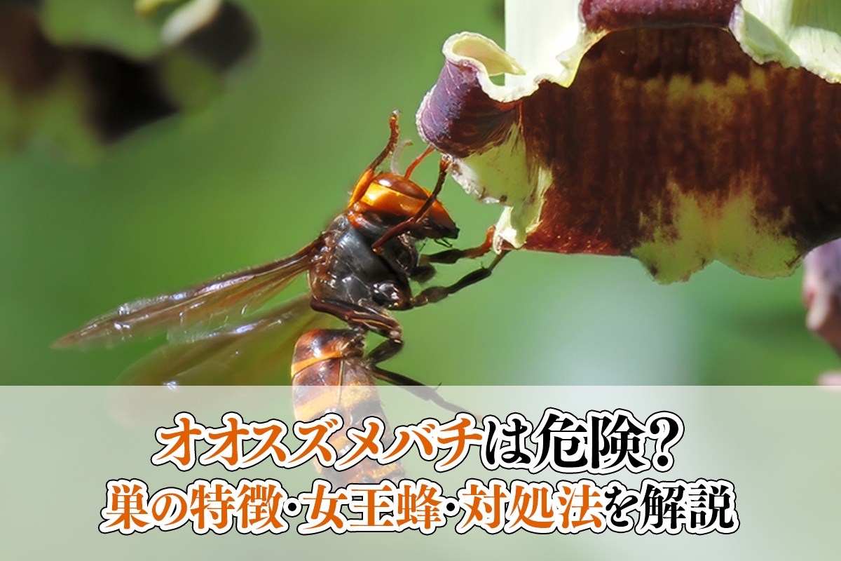 オオスズメバチは危険？巣の特徴・女王蜂・対処法を解説