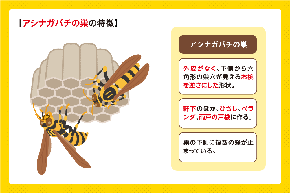 アシナガバチの巣は六角形の巣穴が見える