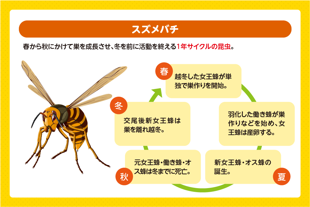 スズメバチの寿命と一生