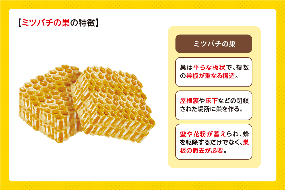 ミツバチは屋根裏や壁の中に巣を作ることがある