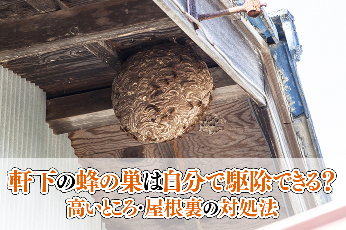 軒下の蜂の巣は自分で駆除できる？高いところ・屋根裏の対処法