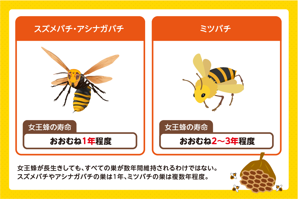 女王蜂は働き蜂より長く生きる