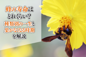 蜂の寿命はどれくらい？種類別の一生と巣がなくなる時期を解説