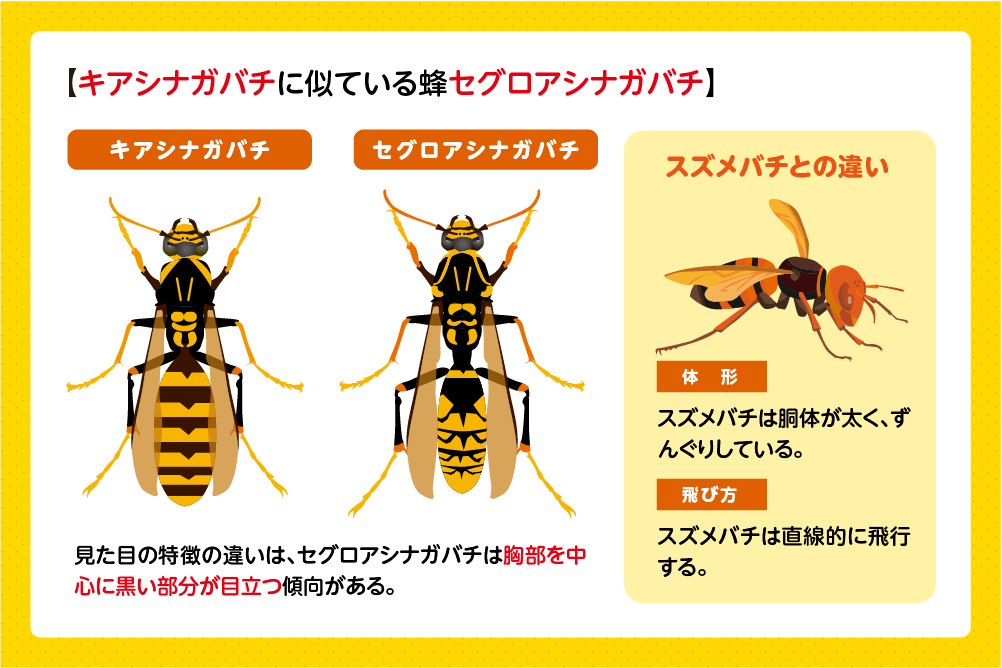 セグロアシナガバチやスズメバチとの違い