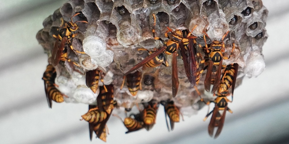 キアシナガバチの巣の特徴