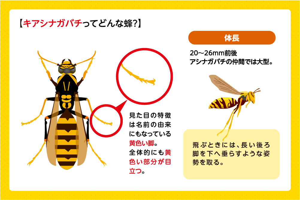 黄色い脚と大型の細長い体が特徴