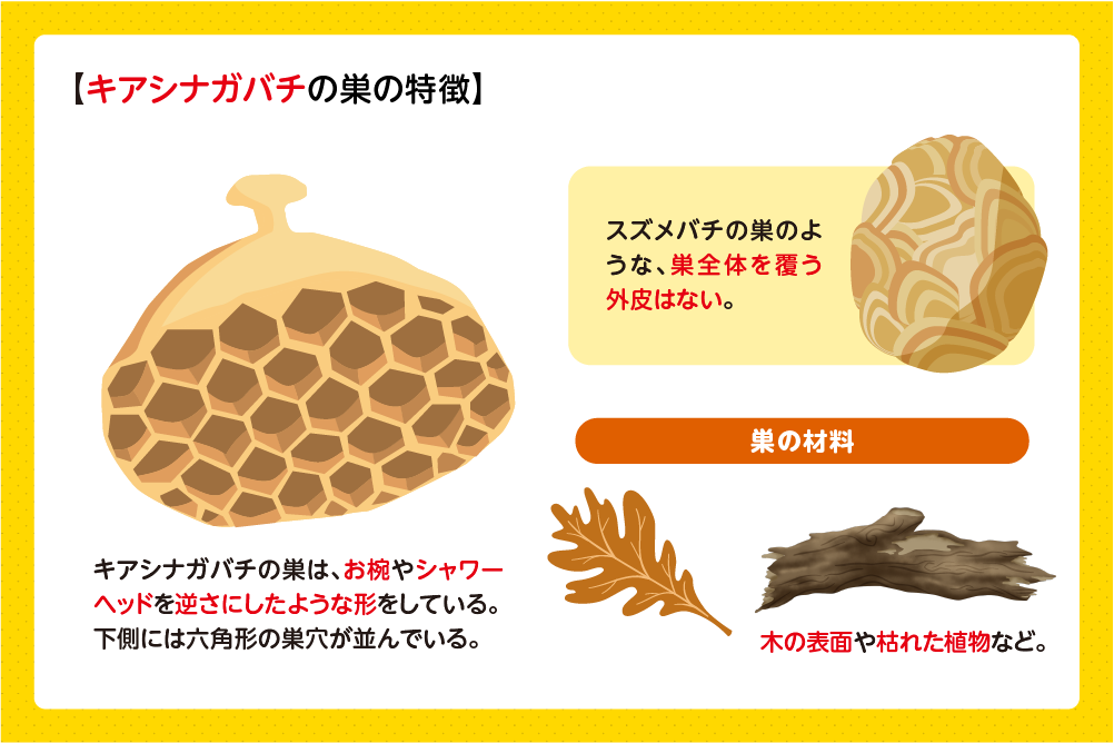 巣穴がむき出しになったシャワーヘッド状の巣
