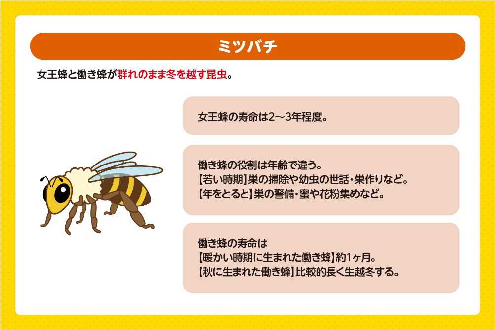 ミツバチの寿命と一生